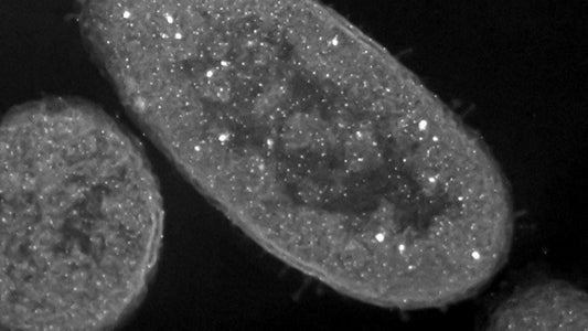 Silver turns bacteria into deadly zombies